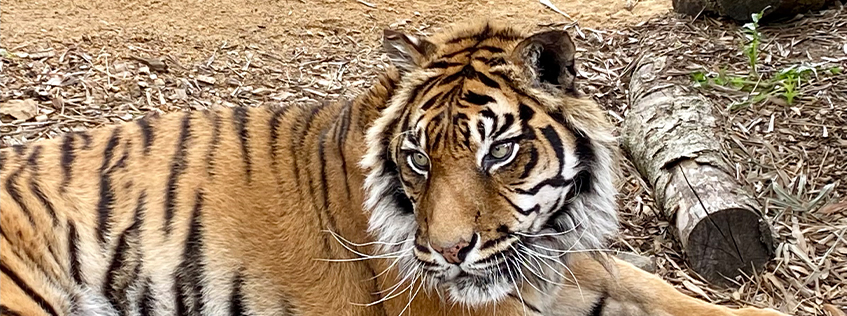 Image of Mencari the tiger at Hamilton Zoo
