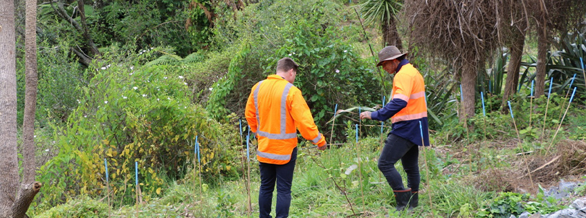 Image of two people replanting at Mangaiti Gully