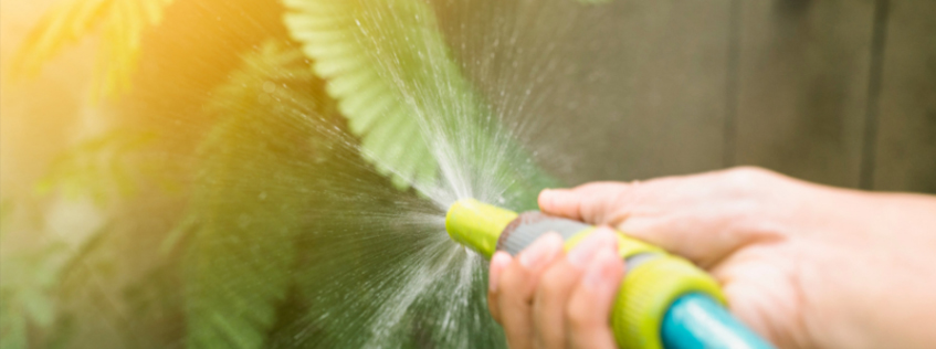 Image of a person holding a hose by the nozzle spraying a plant