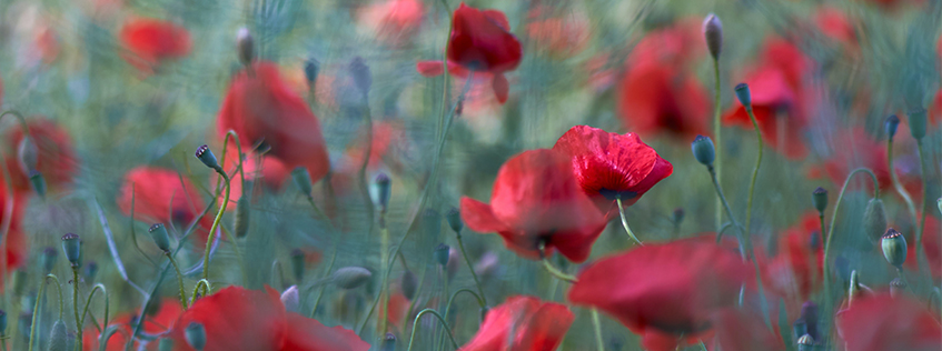Image of Poppys in a field